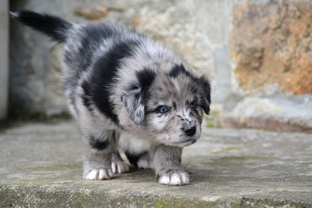 Photo d'un chiot berger australien, issue de la portée de Winnie Sherkhan, âgé de 6 semaines.